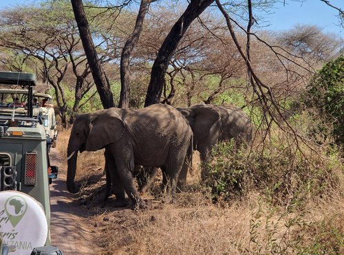 Souvenir du voyage de Linabaye, Tanzanie