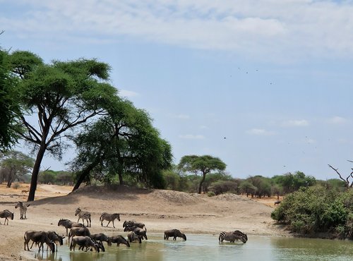 Souvenir du voyage de Linabaye, Tanzanie