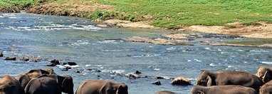 Souvenir du voyage de Marie Joëlle, Sri Lanka