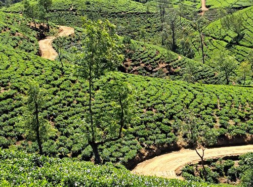 Souvenir du voyage de Marie Joëlle, Sri Lanka