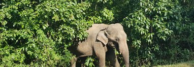 Souvenir du voyage de Pascal, Sri Lanka