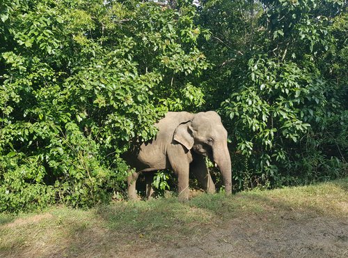 Souvenir du voyage de Pascal, Sri Lanka