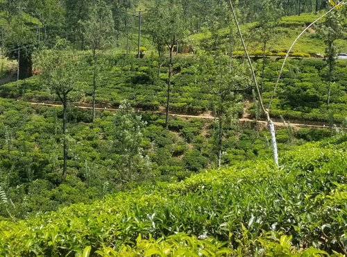 Souvenir du voyage de Marie Christine, Sri Lanka