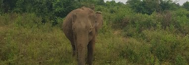 Souvenir du voyage de Pascal, Sri Lanka