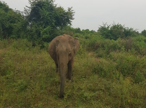 Souvenir du voyage de Pascal, Sri Lanka