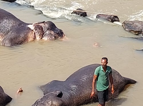 Souvenir du voyage de Nathalie, Sri Lanka