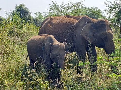 Souvenir du voyage de Nathalie, Sri Lanka