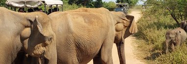 Souvenir du voyage de Nathalie, Sri Lanka