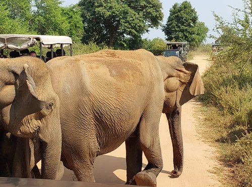 Souvenir du voyage de Nathalie, Sri Lanka