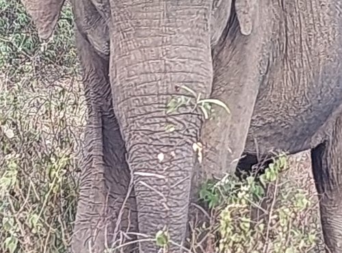 Souvenir du voyage de Nathalie, Sri Lanka