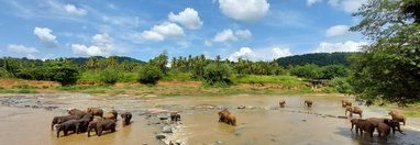 Souvenir du voyage de Gwenaël, Sri Lanka