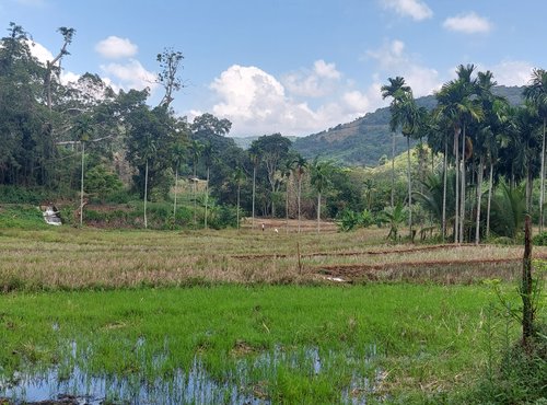 Souvenir du voyage de Gwenaël, Sri Lanka
