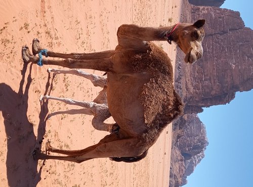 Souvenir du voyage de Jean Pierre, Jordanie