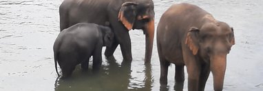 Souvenir du voyage de Jérôme, Sri Lanka