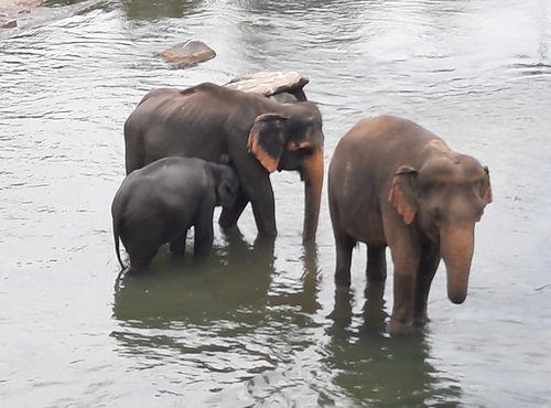 Souvenir du voyage de Jérôme, Sri Lanka
