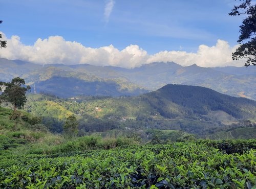 Souvenir du voyage de Jérôme, Sri Lanka