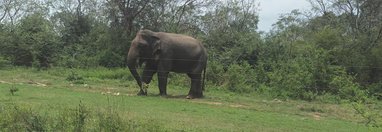 Souvenir du voyage de Danielle, Sri Lanka