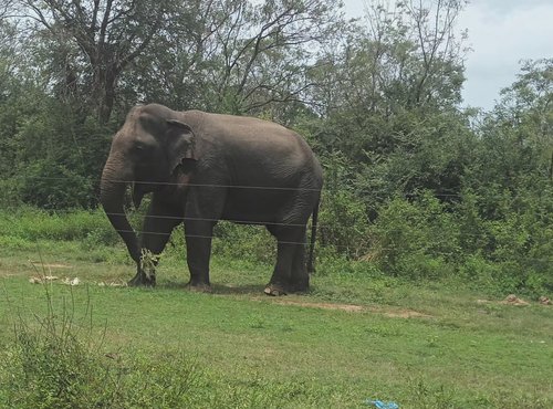 Souvenir du voyage de Danielle, Sri Lanka