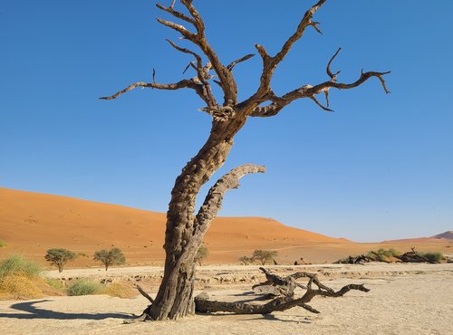 Souvenir du voyage de Virginie, Namibie