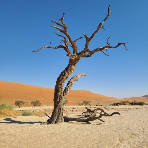 Souvenir du voyage de Virginie, Namibie