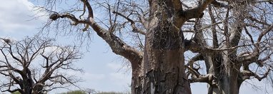 Souvenir du voyage de Anthony, Tanzanie