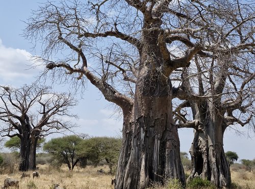 Souvenir du voyage de Anthony, Tanzanie