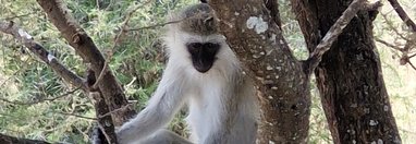 Souvenir du voyage de Anthony, Tanzanie