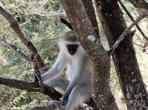 Souvenir du voyage de Anthony, Tanzanie