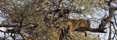 Souvenir du voyage de Anthony, Tanzanie