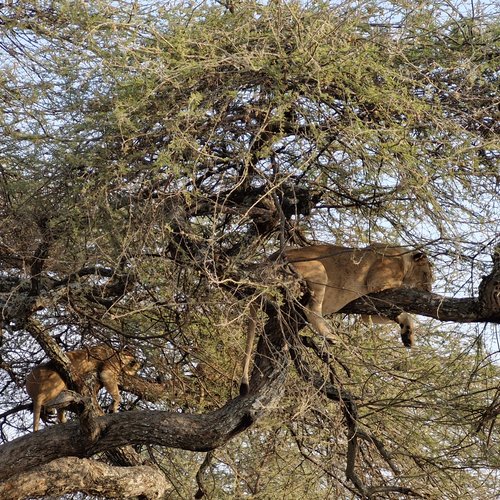 Souvenir du voyage de Anthony, Tanzanie