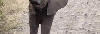 Souvenir du voyage de Anthony, Tanzanie