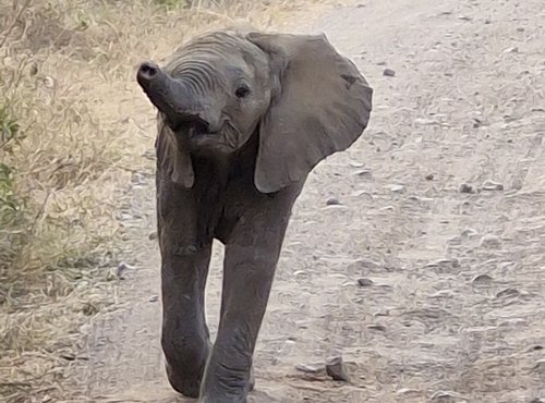 Souvenir du voyage de Anthony, Tanzanie