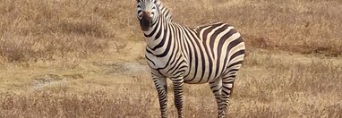 Souvenir du voyage de Anthony, Tanzanie