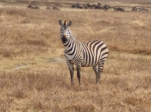 Souvenir du voyage de Anthony, Tanzanie