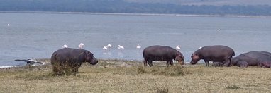 Souvenir du voyage de Anthony, Tanzanie
