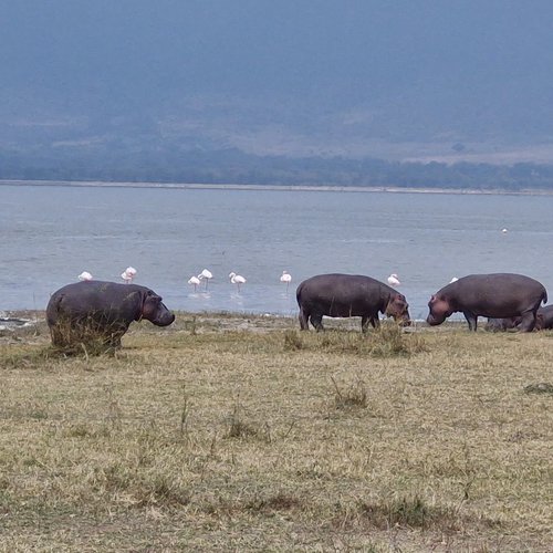 Souvenir du voyage de Anthony, Tanzanie