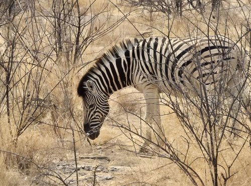 Souvenir du voyage de Emilie, Namibie