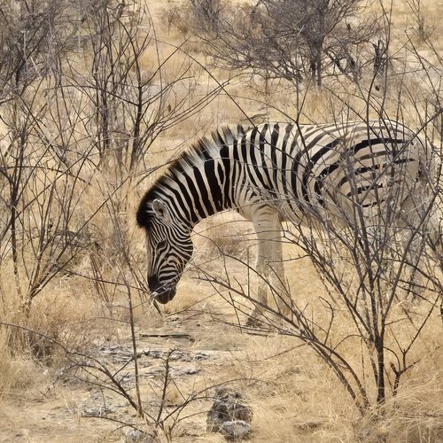 Souvenir du voyage de Emilie, Namibie