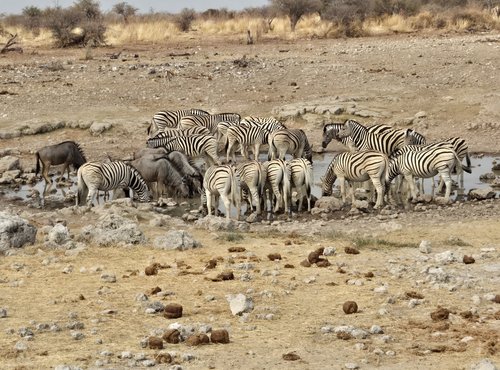 Souvenir du voyage de Emilie, Namibie