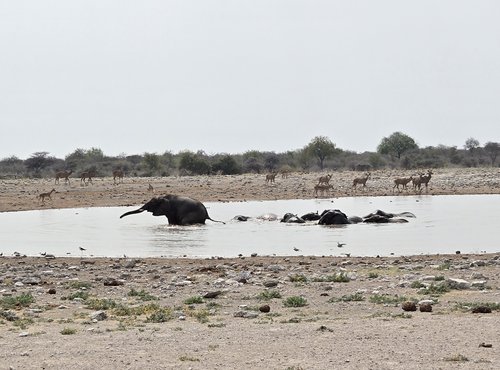 Souvenir du voyage de Emilie, Namibie
