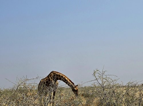 Souvenir du voyage de Emilie, Namibie