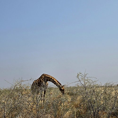 Souvenir du voyage de Emilie, Namibie