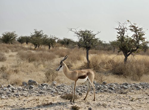 Souvenir du voyage de Emilie, Namibie