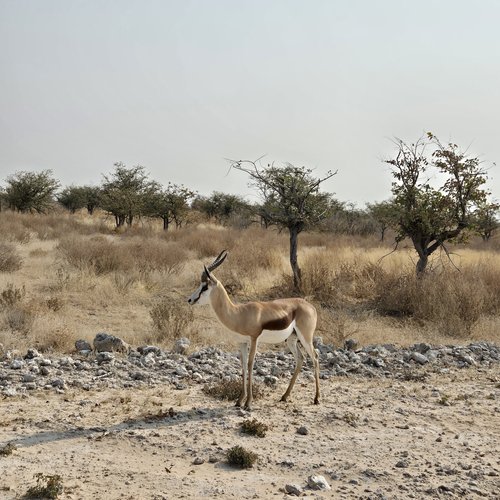 Souvenir du voyage de Emilie, Namibie