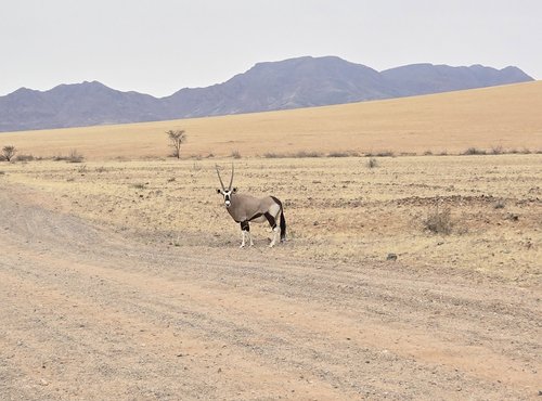 Souvenir du voyage de Emilie, Namibie