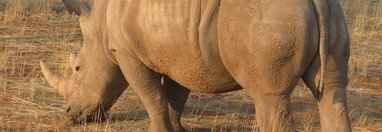Souvenir du voyage de Emilie, Namibie