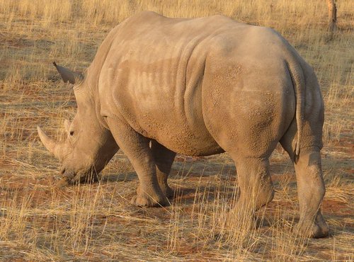 Souvenir du voyage de Emilie, Namibie