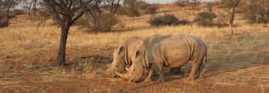 Souvenir du voyage de Emilie, Namibie