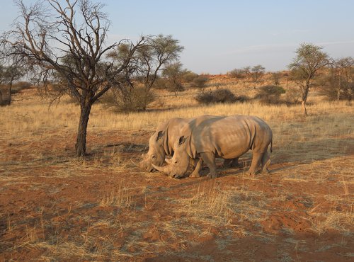 Souvenir du voyage de Emilie, Namibie