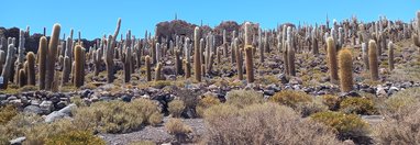 Souvenir du voyage de Jean Pierre, Bolivie